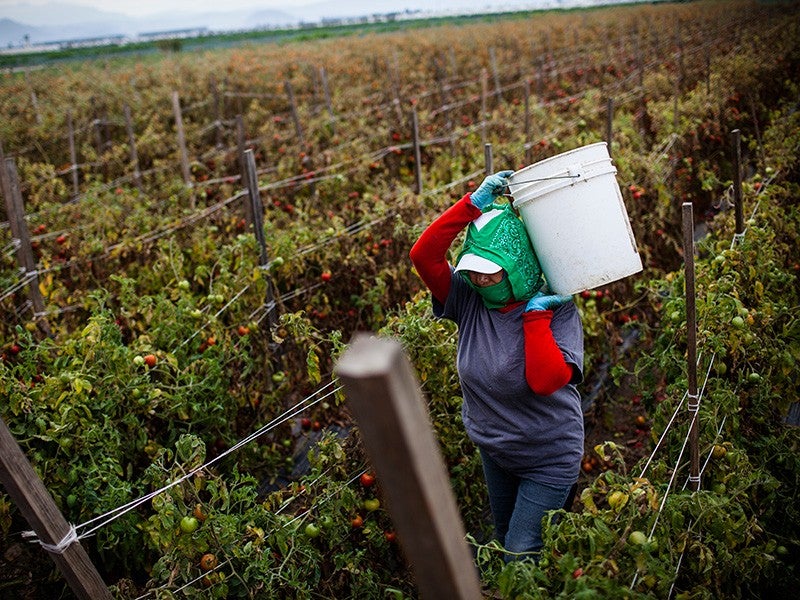 A farmworker harvests tomatoes in a California field.