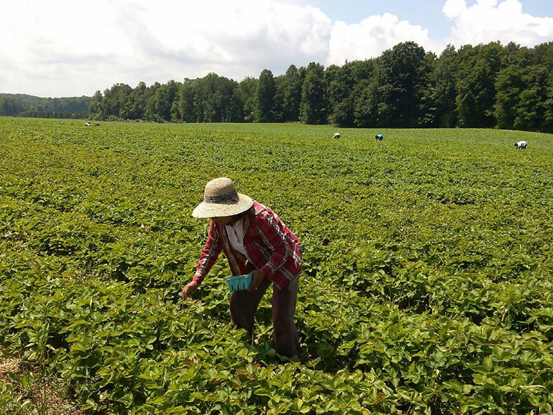 Farmworkers pick strawberries in Wayne County, NY.