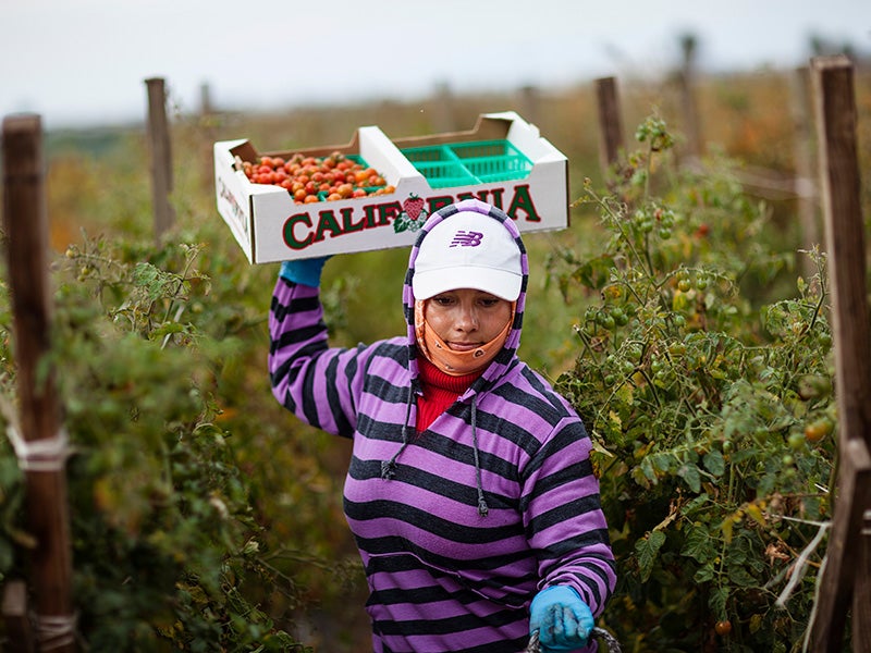 A farmworker harvesting tomatoes in a Southern California field.