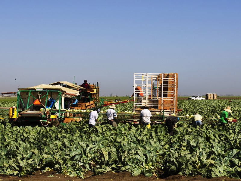 Farmworkers picking cauliflower in Salinas, California in June 2014.