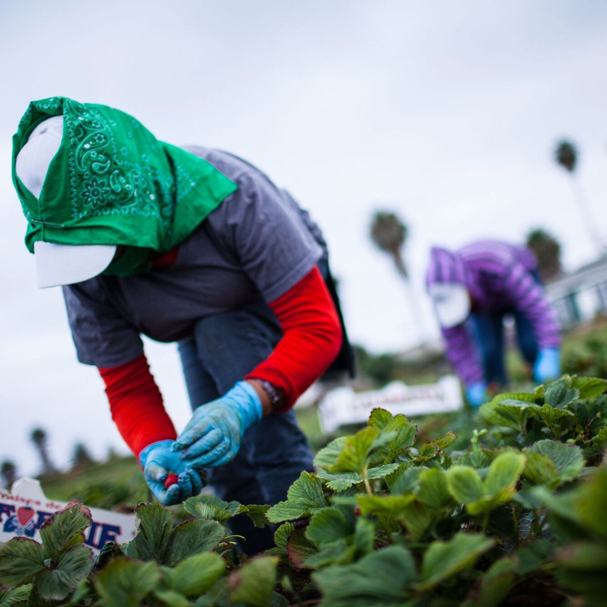 Protecting Farmworkers From Pesticides