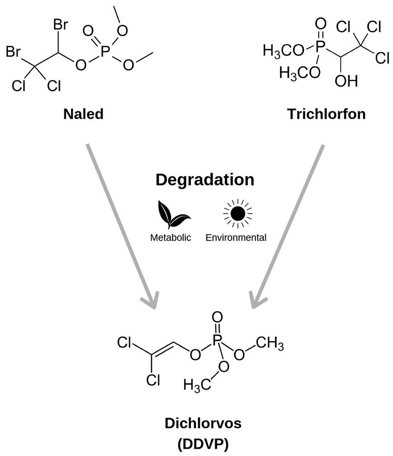 Figure illustration the degradation of DDVP, trichlorfon, and naled.