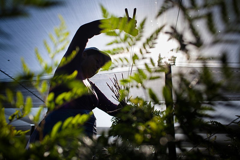 A farmworker harvests ferns in Florida.