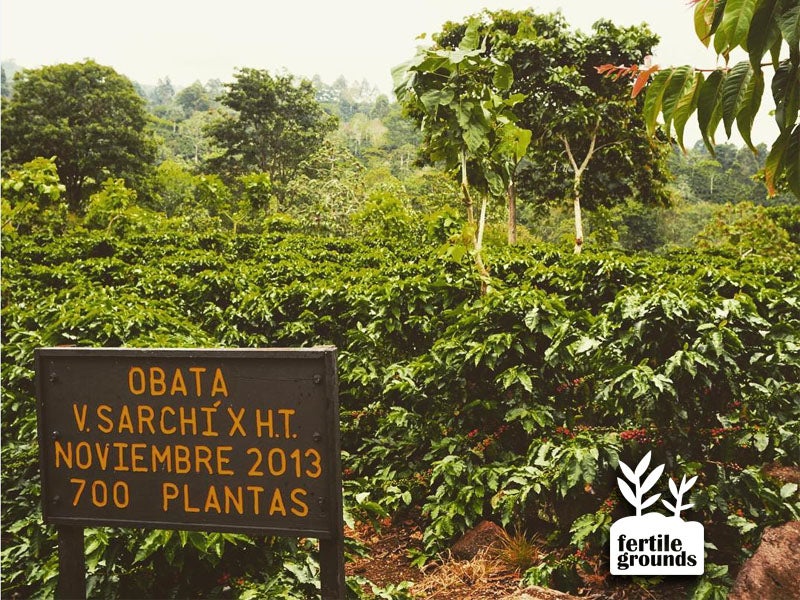 Coffee ripening in the Aquiares Estate varietal garden