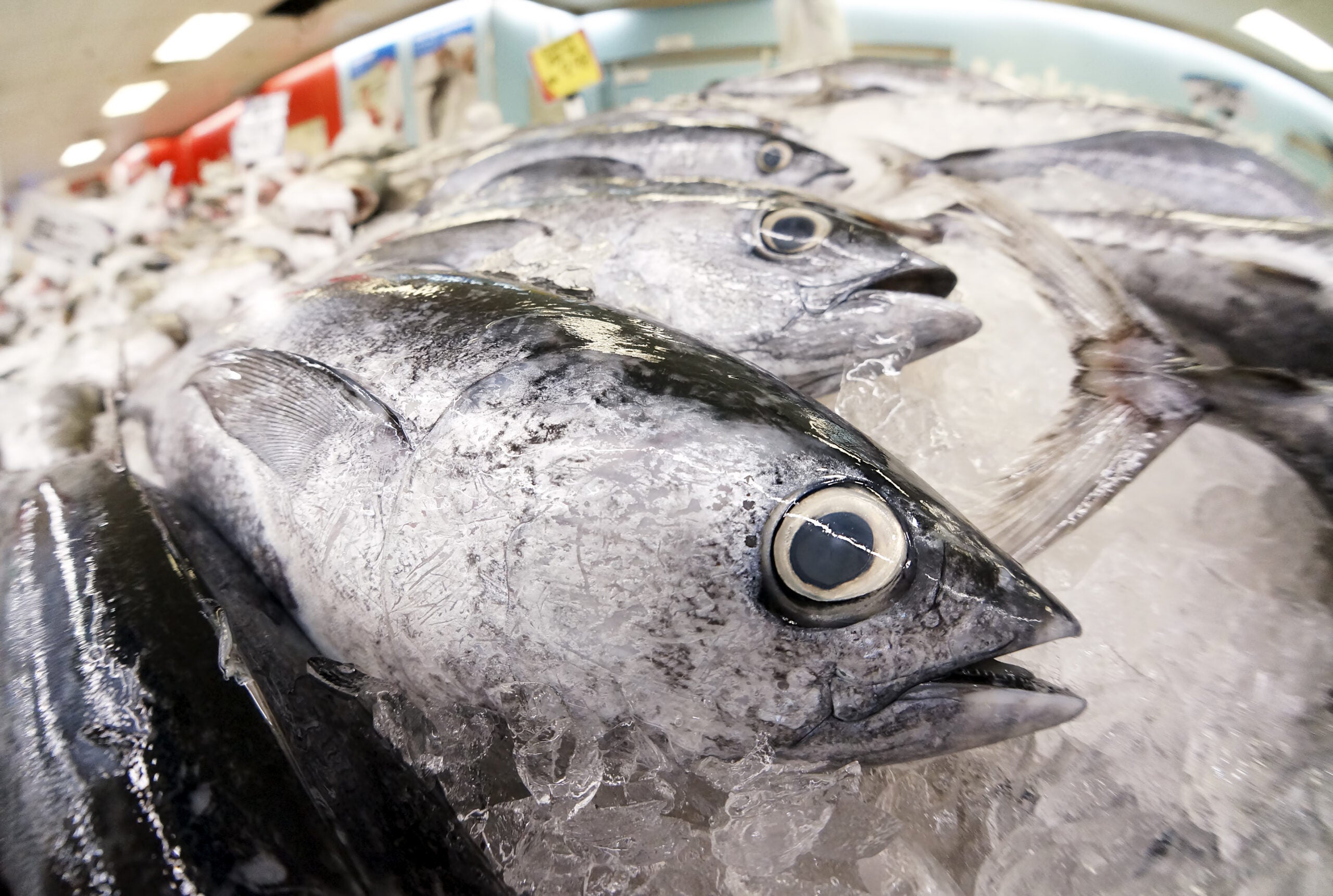 A Fish Market