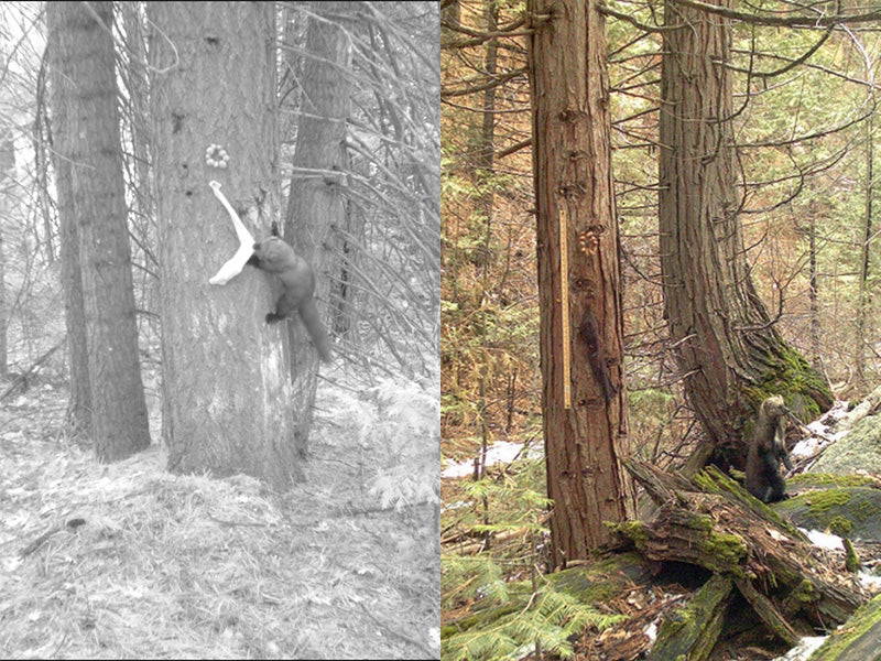 Bait-filled socks in action, in crystal clear photos. (On right, a rare daylight capture of a fisher.)
(Sierra Nevada Adaptive Management Project)