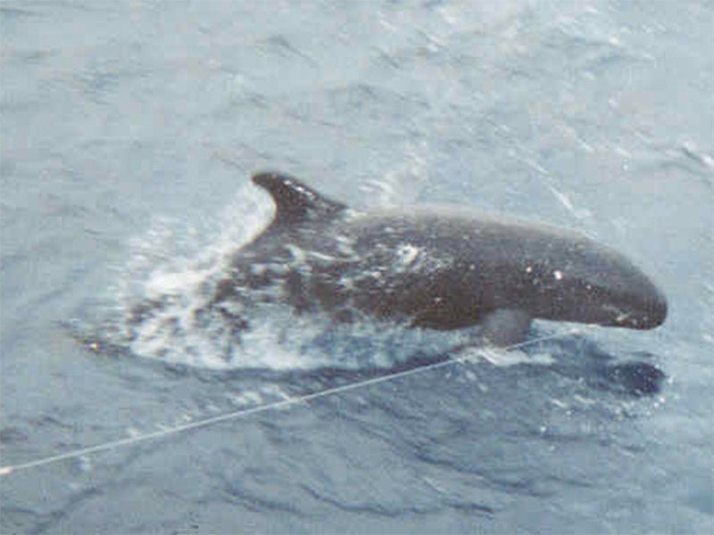 False killer whale, snagged on a longline, becomes victim of commercial fishing.
