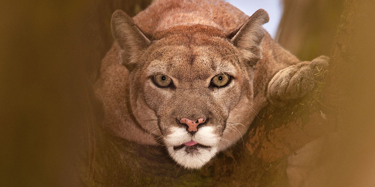 A Florida panther at White Oak Conservation Center