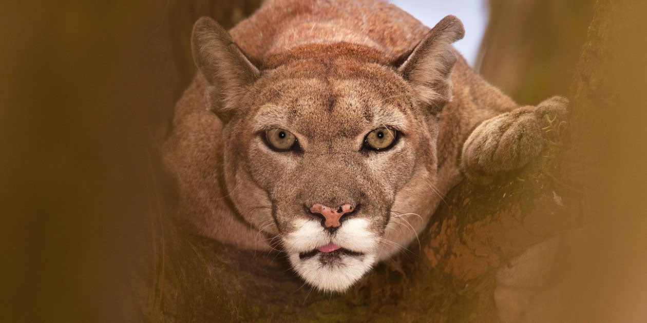 How We're Helping Protect Endangered Florida Panthers