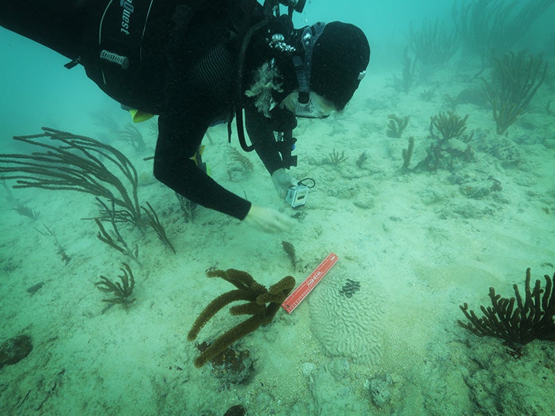 Rachel Silverstein, Executive Director and Waterkeeper of Miami Waterkeeper, examines coral suffocated by sediment following the PortMiami dredging project.