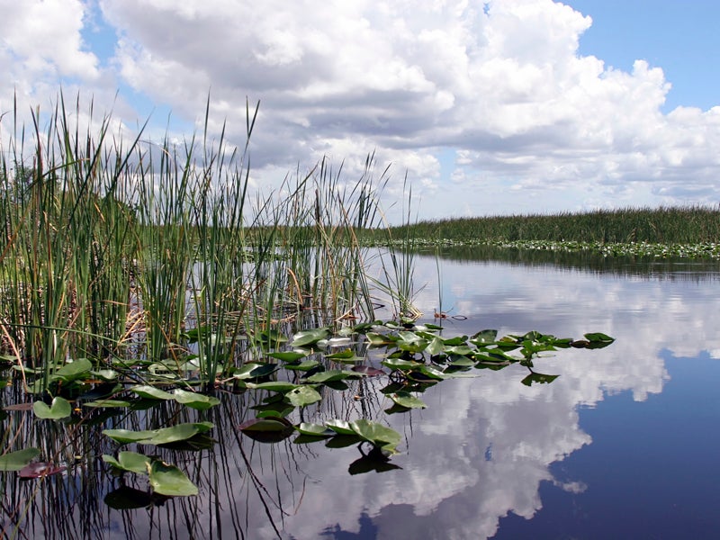Everglades National Park, Florida
(tsz01 / iStock Photo)