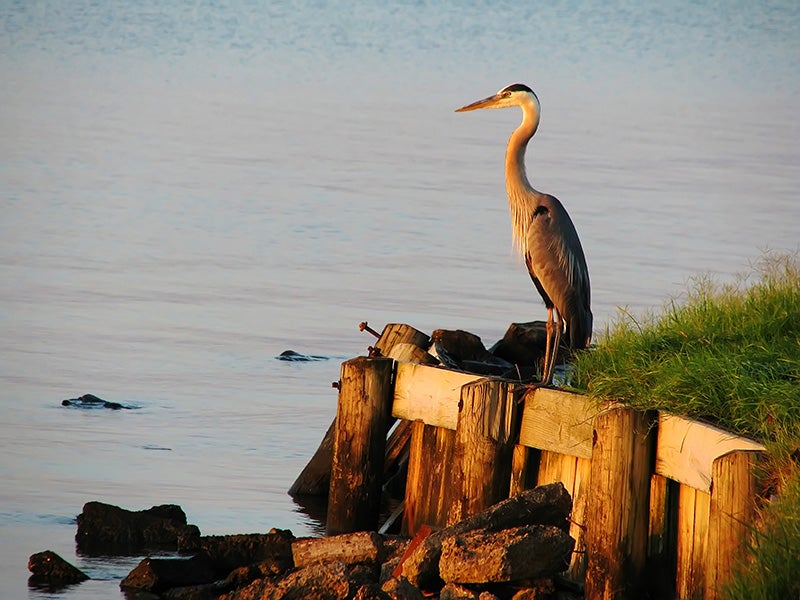 A great blue heron at sunset by a Florida waterway.