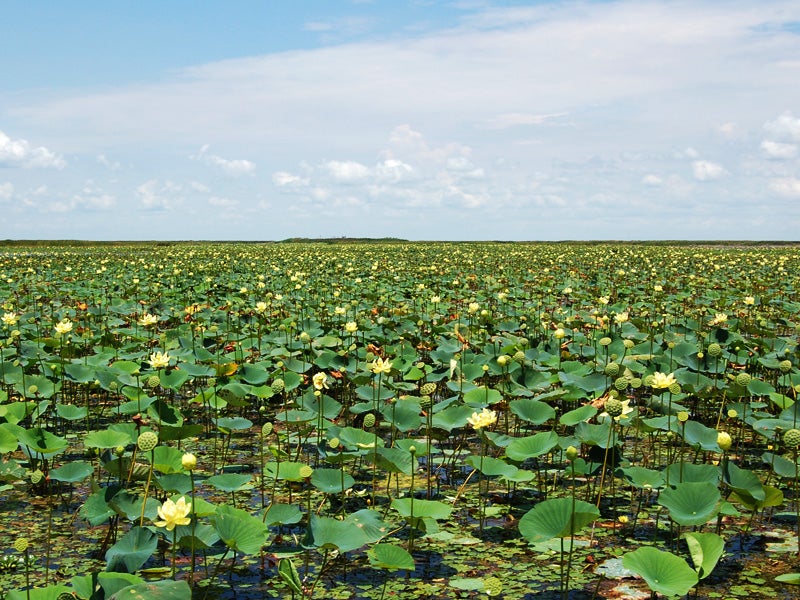 Lake Okeechobee, pictured, is facing another green slime outbreak threatening pelicans, dolphins, fish, manatees and Florida's coasts.
(Florida Fish & Wildlife Service by Katie Johnson/Flickr)