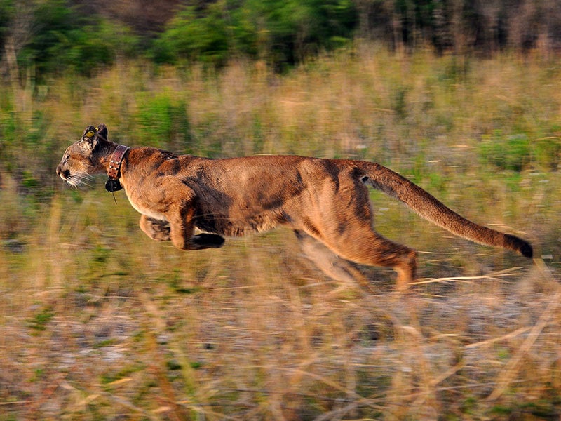 Female panther at the Picayune Strand State Forest in Collier County.