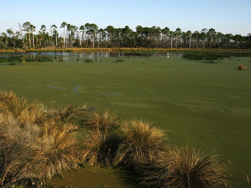 Florida is trying to buy Everglades conservation land from Big Sugar