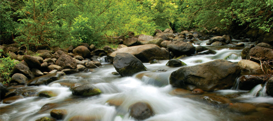 Creek at Iao Valley State Park, Maui, Hawaii. (aimintang / iStock)