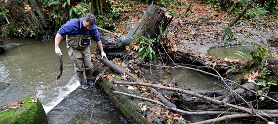 Chris Wilke, Puget Soundkeeper Alliance executive director, pulls a dead coho out of Longfellow Creek to examine it, in Seattle. researchers began noticing that adult coho were dying before returning to spawn in urban creeks in Seattle. Scientists have now discovered that a chemical in tires called 6PPD is the cause. (AP Photo/Elaine Thompson)