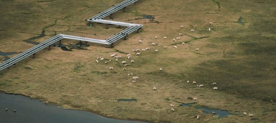 Caribou graze near fossil fuel pipelines in Alaska’s Western Arctic in the Lake Teshekpuk area. (Kiliii Yuyan for Earthjustice)