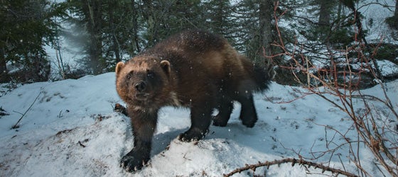 A wolverine photographed in the wild using a camera trap in Western Montana. The photo was made under a special use permit with the Flathead and Lolo National Forests. (Steven Gnam)