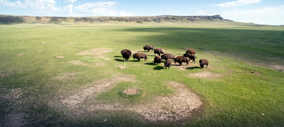 A small group of bison roam the Snake Butte Pasture on the Fort Belknap Indian Reservation in Montana. (ConservationMedia)