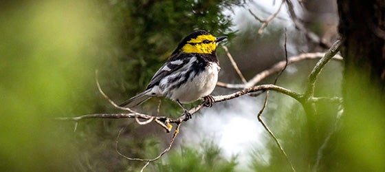 The golden-cheeked warbler photographed in Austin, Texas. (Sergio Flores for Earthjustice)