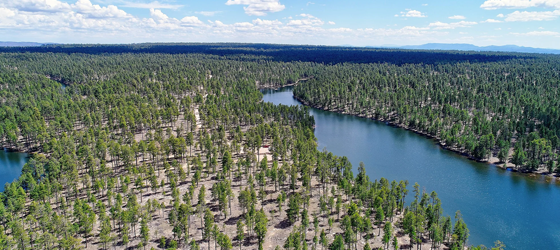 The Kaibab National Forest, just south of the Grand Canyon National Park. (Wirestock / Getty Images)