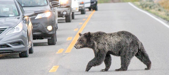 Grizzly bear crossing road in Hayden Valley (Eric Johnston / NPS)