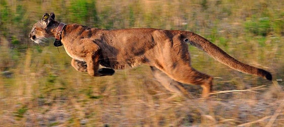 Female panther at the Picayune Strand State Forest in Collier County. (Tim Donovan / Florida Fish & Wildlife)