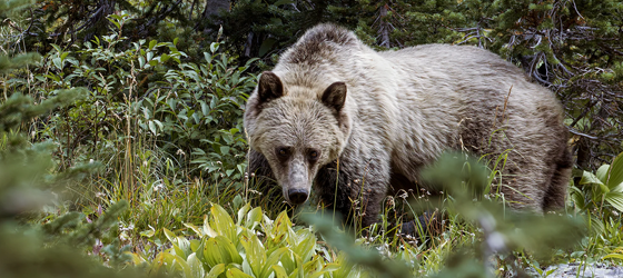 A grizzly bear in a Montana forest. (Beth Hibschman / Getty Images)