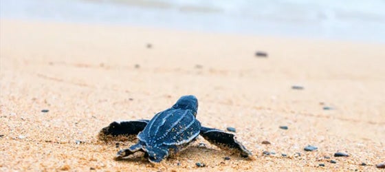 For more than 100 million years, sea turtles have charted the seven seas. (Irina Kozhemyakina / iStockphoto)