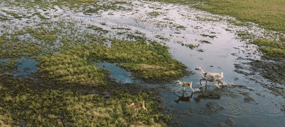 Caribou make their way across the Lake Teshekpuk area of northern Alaska. (Kiliii Yuyan for Earthjustice)