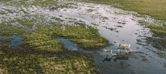 Caribou make their way across the Lake Teshekpuk area of northern Alaska. (Kiliii Yuyan for Earthjustice)