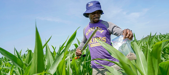 Jude Addo-Chidie, a Ph.D. student in agronomy at Purdue University, takes a soil sample from a corn field, Wednesday, July 12, 2023, at the Southeast-Purdue Agricultural Center in Butlerville, Ind. The U.S. Department of Agriculture has been removing important climate-related data from its websites that farmers rely on to adapt to extreme weather. (Joshua A. Bickel / AP)