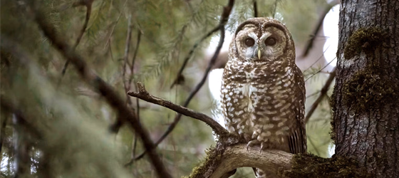 A California spotted owl in the Plumas National Forest in Northern California. (Jamie Chambers / USDA Forest Service)