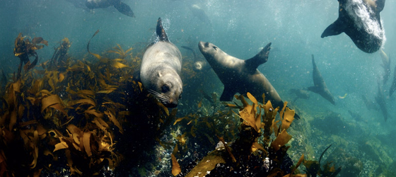 Cape fur seals swim around Dyer Island on the West Coast of South Africa. (Roger Horrocks / Getty Images)
