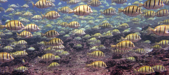Undersea life at the Pacific Islands Heritage Marine National Monument. Thousands of convict tangs school in the shallows off Jarvis Island. (Courtney Couch / NOAA)