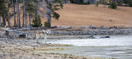 A gray wolf on the shore of Yellowstone Lake. (Neal Herbert / NPS)
