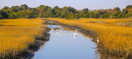 Wetlands on South Carolina's Kiawah Island. (Daniela Duncan / Getty Images)