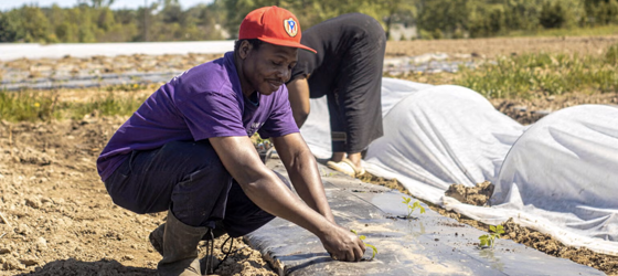Farmers work at Providence Farm Collective in Orchard Park, New York. Providence Farm Collective, a plaintiff in the USDA grant termination lawsuit, helps both new and established farmers grow food for the surrounding community. (Photo courtesy of Providence Farm Collective)
