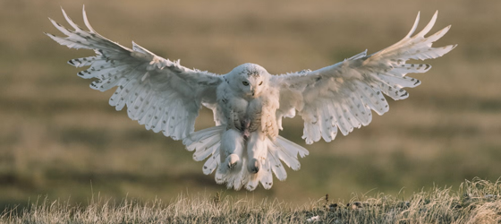 A snowy owl in the Western Arctic. Earthjustice has fought for decades on multiple fronts to protect this irreplaceable region. (Kiliii Yuyan for Earthjustice)
