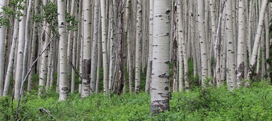 Aspens and beaver lodge in Sunset Roadless Area, Colorado. (Ted Zukoski / Earthjustice)