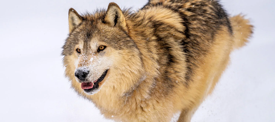 A gray wolf runs through snow in Montana. (Ibrahim Suha Derbent / Getty Images)