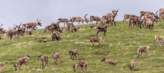 A caribou herd foraging on vegetation at the ledge of a hill adjacent to the Hulahula River, Arctic National Wildlife Refuge.(Alexis Bonogofsky for USFWS)