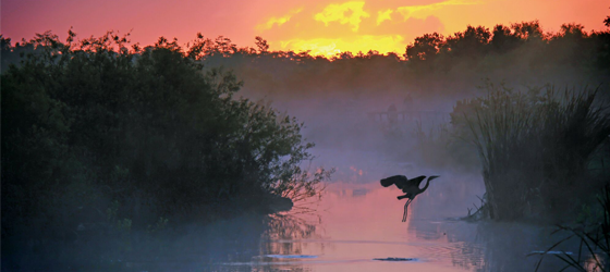A heron takes flight over wetlands in the Everglades in Florida. (Brian Lasenby / Shutterstock)