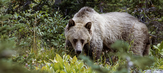 A grizzly bear in a Montana forest. (Beth Hibschman / Getty Images)