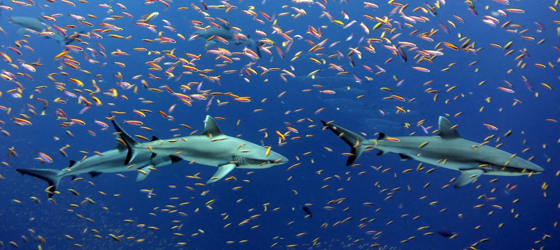Grey reef sharks and colorful schools of anthias in the waters of Jarvis Island at the Pacific Islands Heritage Marine National Monument. (Kelvin Gorospe / NOAA)