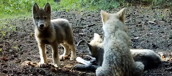 Remote camera image of a wolf pups taken during the summer of 2025. (Courtesy of Colorado Parks and Wildlife)