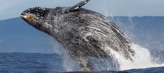 A humpback whale breaches out of the water in Monterey Bay, California. (Chase Dekker Wild-Life Images / Getty Images)