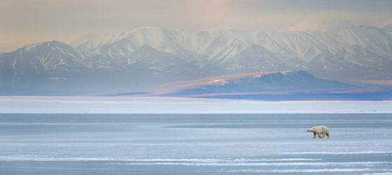 Polar bear near Beaufort Sea, Romanzof mountains, Brooks Range. Arctic National Wildlife Refuge. (Patrick J. Endres / Getty Images)