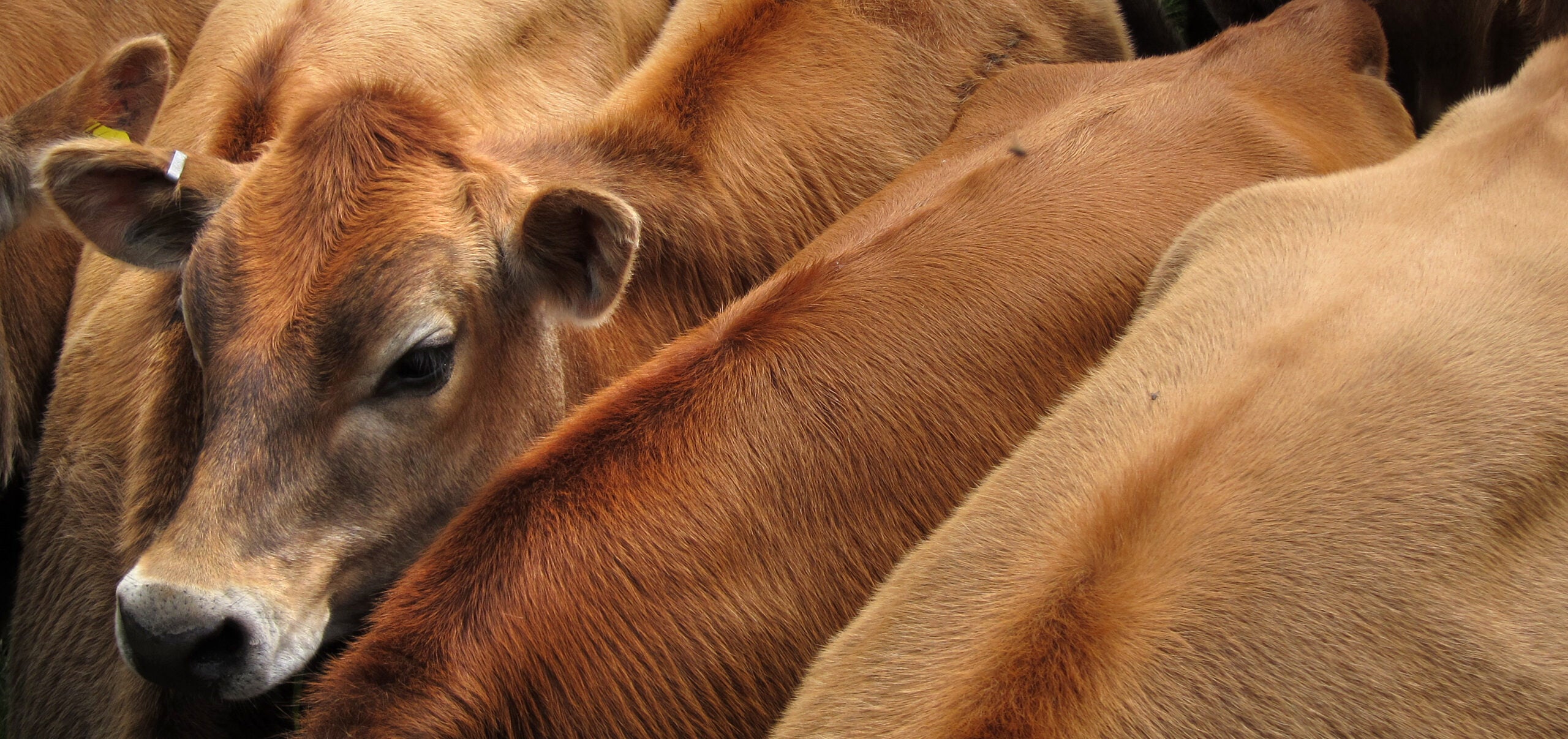 A single cow's head amongst several cattle.